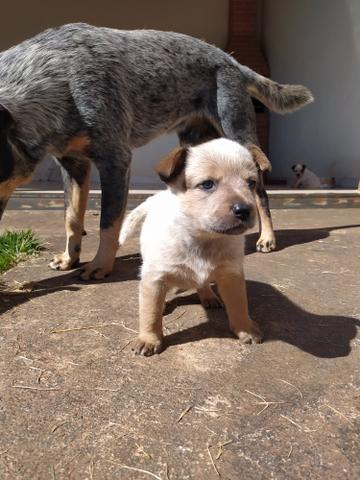 1 machinho e 1 fêmea disponíveis Redheller - Foto 2