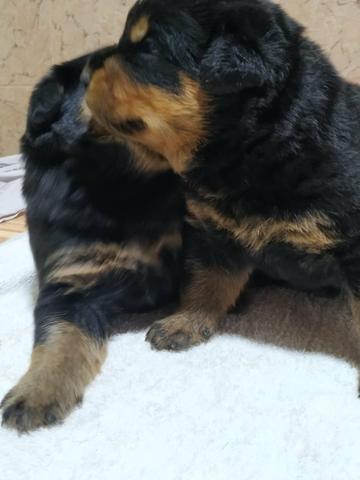 Filhotes de Rottweiler - Foto 4
