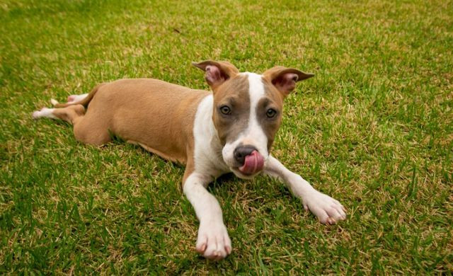Filhotes de American Staffordshire terrier (amstaff) com PEDIGREE - Foto 3