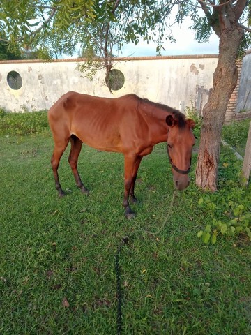 ÉGUA CARROCERIA 