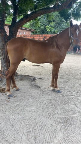 Cavalo Mangalarga Mestiço 