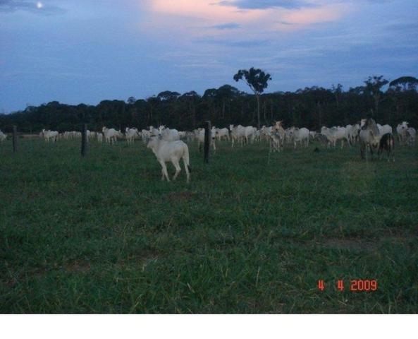 1200 hectares, pecuária, Diamantino-MT, troca-se por imóveis em MT - Foto 4