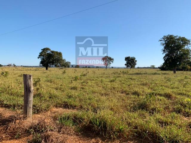 Fazenda 22 Alqueires (106 hectares) Nova Xavantina-MT - Foto 5
