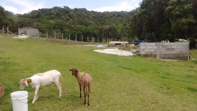 Chácara para alugar - Foto 19