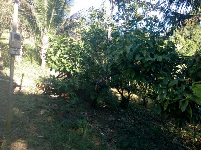 Vendo um lote de 500 metros, 10 de frente e 53 de fundo