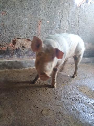 Barão - Foto 4