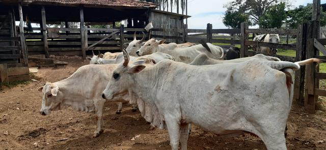 Vacas para corte - Foto 2
