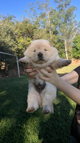 Chow Chow