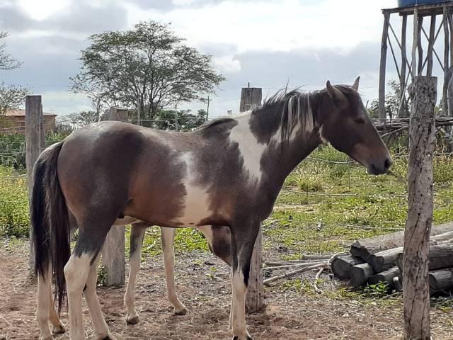 Poltro Manga Larga Machador