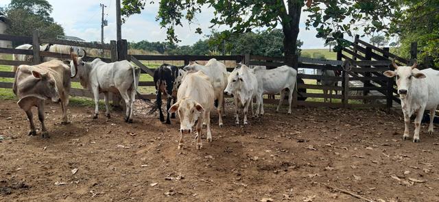 Vacas para corte - Foto 4