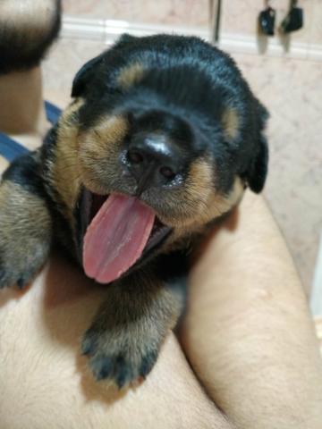 Filhotes de Rottweiler