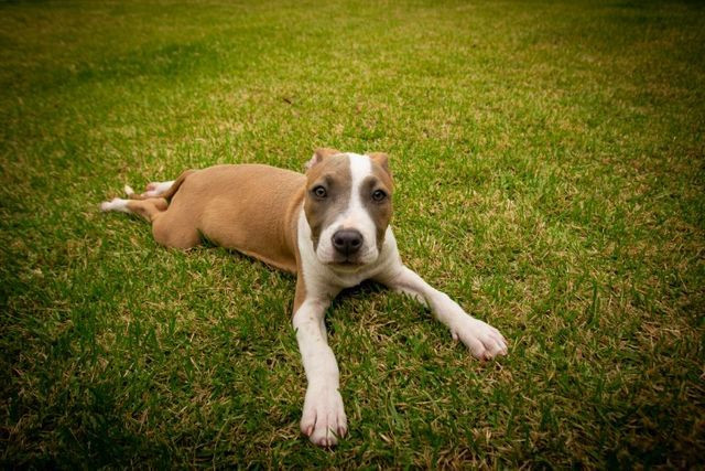 Filhotes de American Staffordshire terrier (amstaff) com PEDIGREE - Foto 5