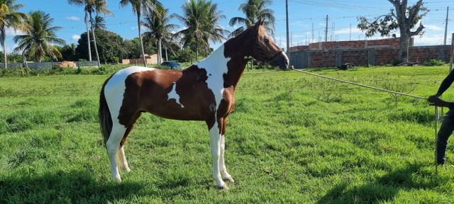 Lindo cavalo MM pampa de alazão 