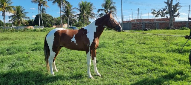 Lindo cavalo MM pampa de alazão