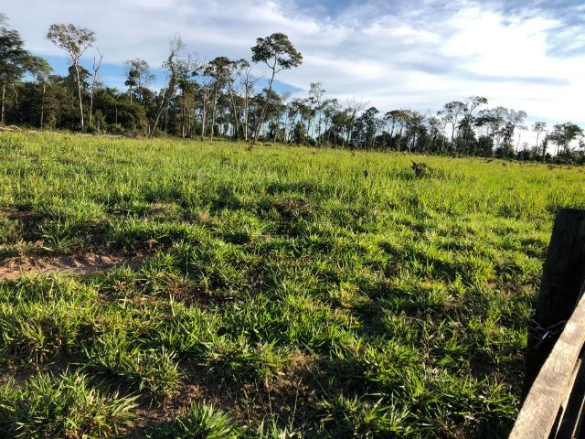 68 alqueires, 58 alqueires de pasto, Nova Marilãndia-Pecuama-MT - Foto 11