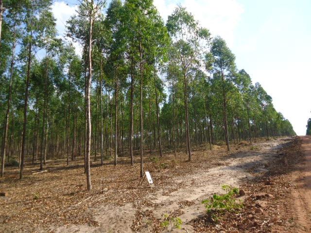 800 hectares Escriturada, região de Reserva do cabaçal, Troco Imóveis em Cuiabá - Foto 5