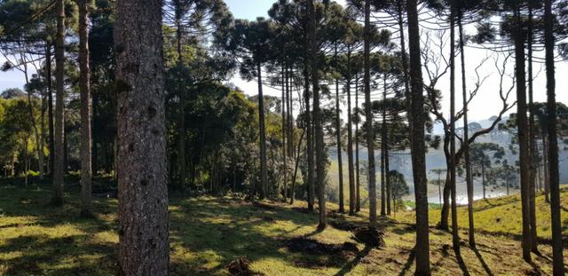 Vendo chácaras a partir de 5000m² a 30 km do Ceasa,Leia o Anuncio! - Foto 4