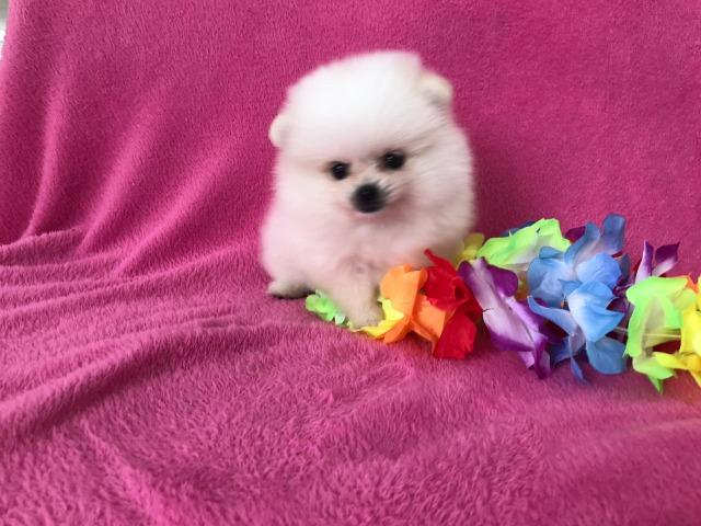 Fêmea branca lulu da pomerania promoção