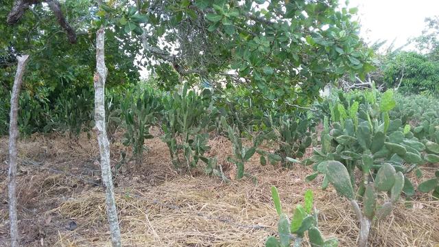 Vendo SÍTIO bom jardim - Foto 4