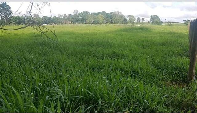 Chácara em Inhumas - 20.000m - 40 min de Goiânia - Sem benfeitoria - Act parte em permuta - Foto 4