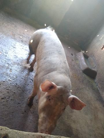 Barão - Foto 2