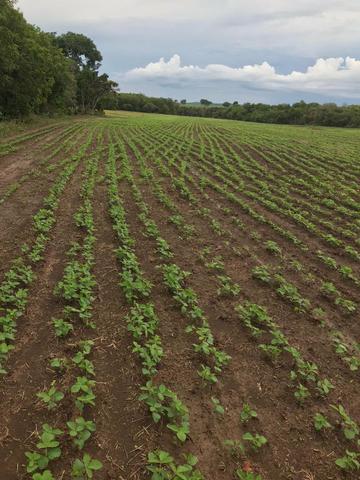 Fazenda única mercado | toda na lavoura | ac. permutas entr. e parcelamos até 2 anos - Foto 4