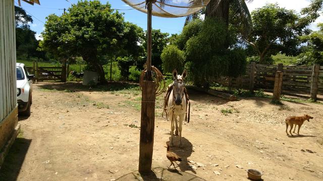 Vende-se terra de 5 Alqueires - Foto 5