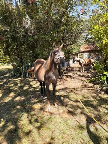 Vendo egua - Foto 2