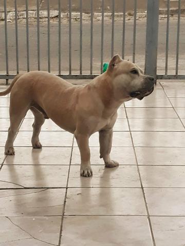 American Bully - Foto 2