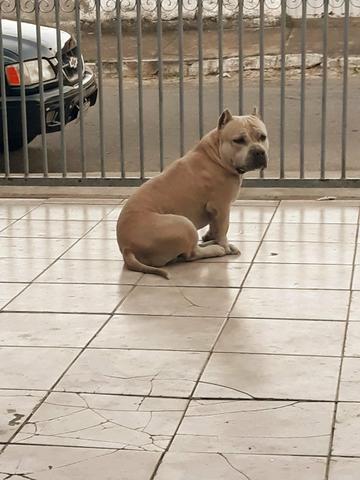American Bully