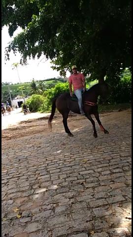 Cavalo pra textar - Foto 5