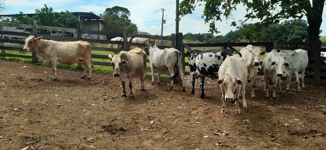 Vacas para corte - Foto 5