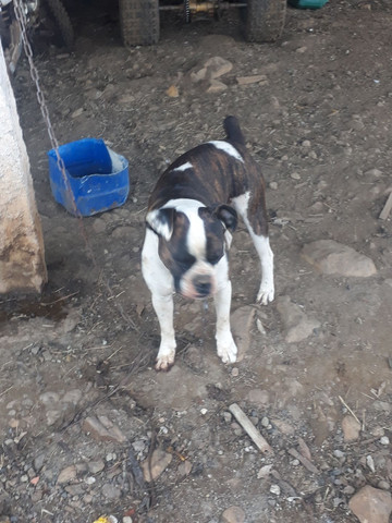 Boxer