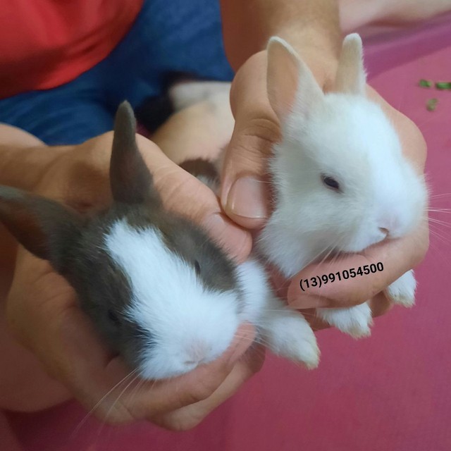Filhotes coelho anão / mini coelho 