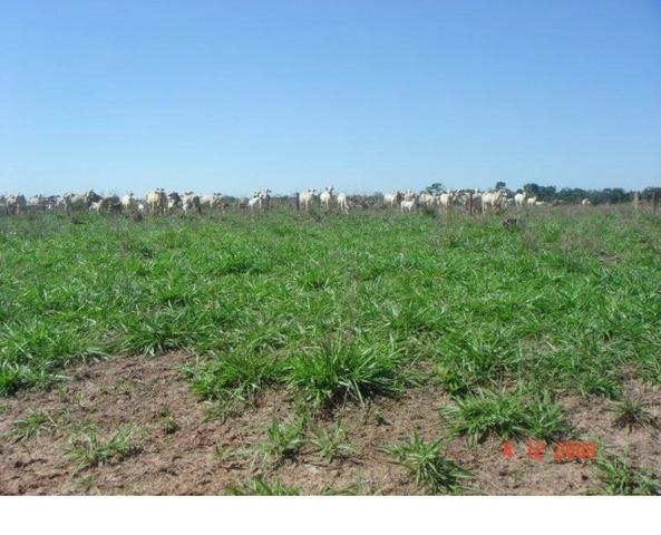 1200 hectares, pecuária, Diamantino-MT, troca-se por imóveis em MT - Foto 7