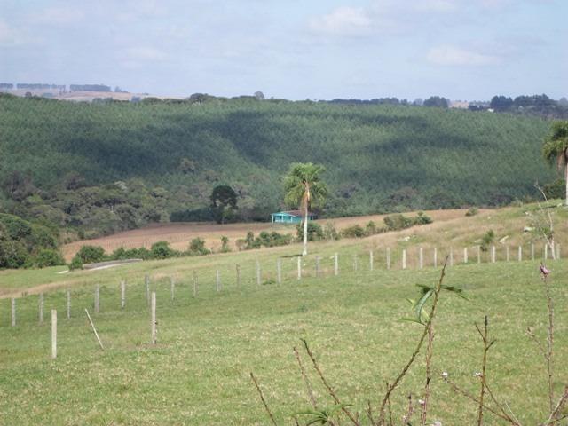 Ref. 735 - Fazenda de 60 Alqueires, 40 alqueires de planta, 15 alqueires de pasto - Foto 11