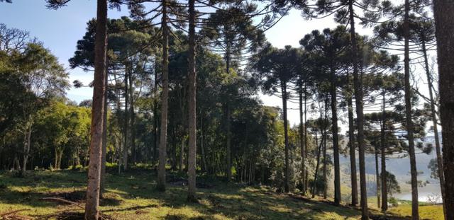 Vendo chácaras a partir de 5000m² a 30 km do Ceasa,Leia o Anuncio! - Foto 5