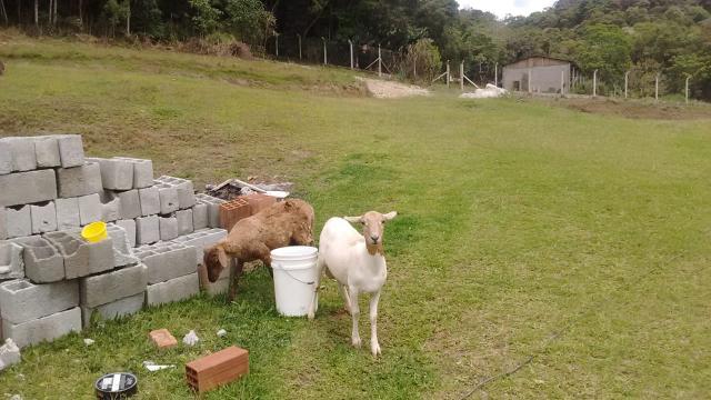 Chácara para alugar - Foto 14
