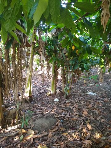 Vendo fazenda em Gandu BA