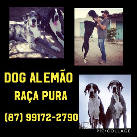 Filhotes DogAlemao