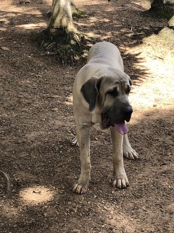 Fila brasileiro macho disponível para cruza - Foto 2