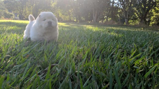 Chow Chow - Foto 3