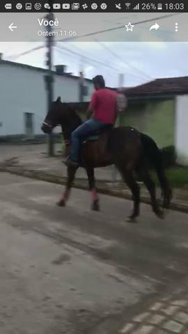 Cavalo pra textar - Foto 2