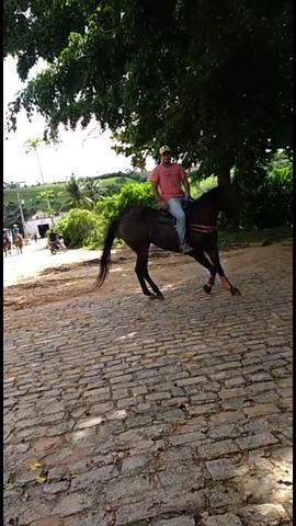 Cavalo pra textar - Foto 6