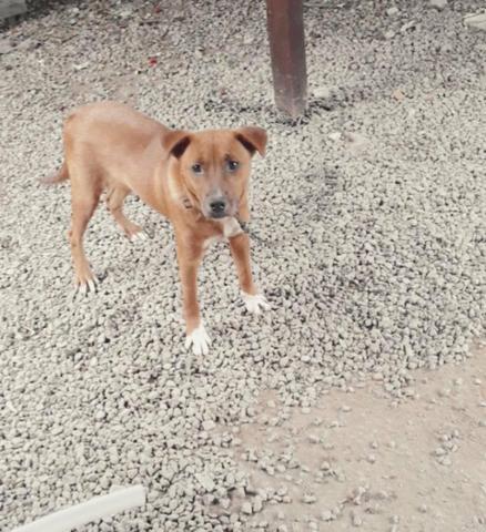 Doa-se doguinho! - Foto 3
