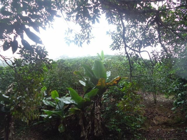 Marechal - Foto 2