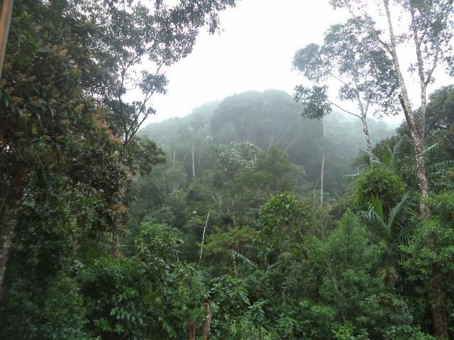 Marechal - Foto 7