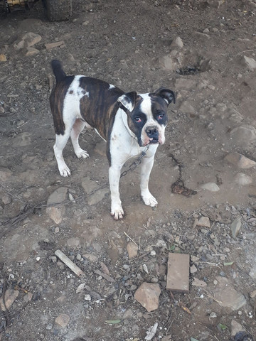 Boxer - Foto 2