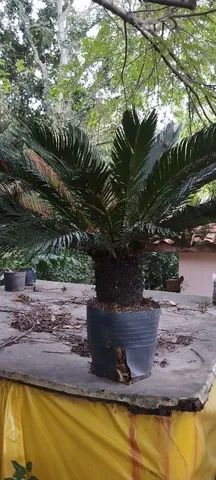 Palmeira cica