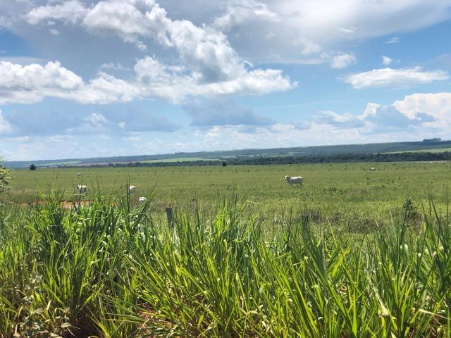 295 Hectares, 240 Hectares aberta, para soja, Região BR-163, próximo Mutum - Foto 2